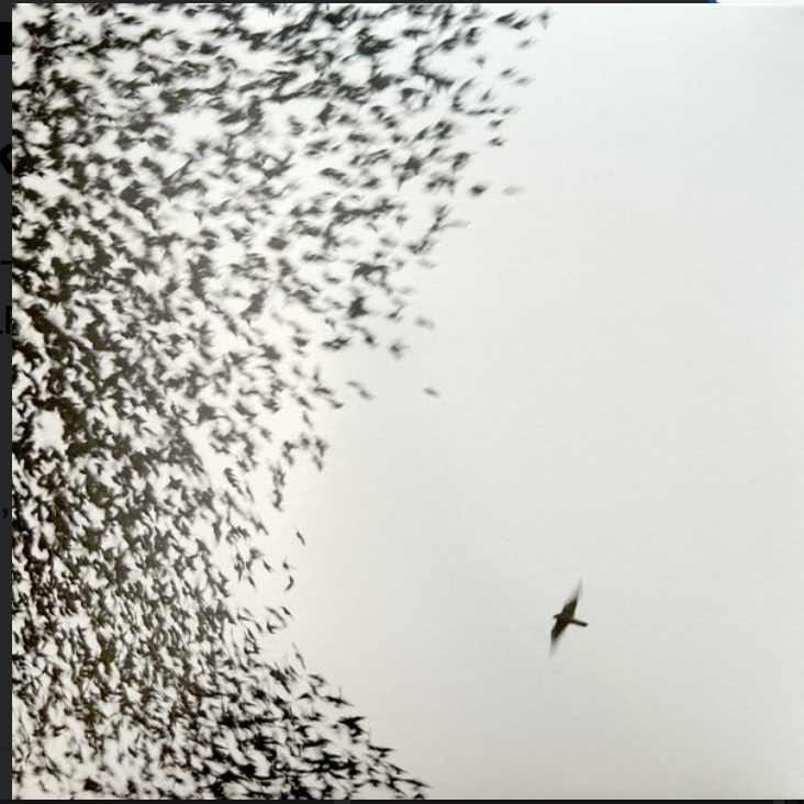 WILCO - SKY BLUE SKY - 2LP